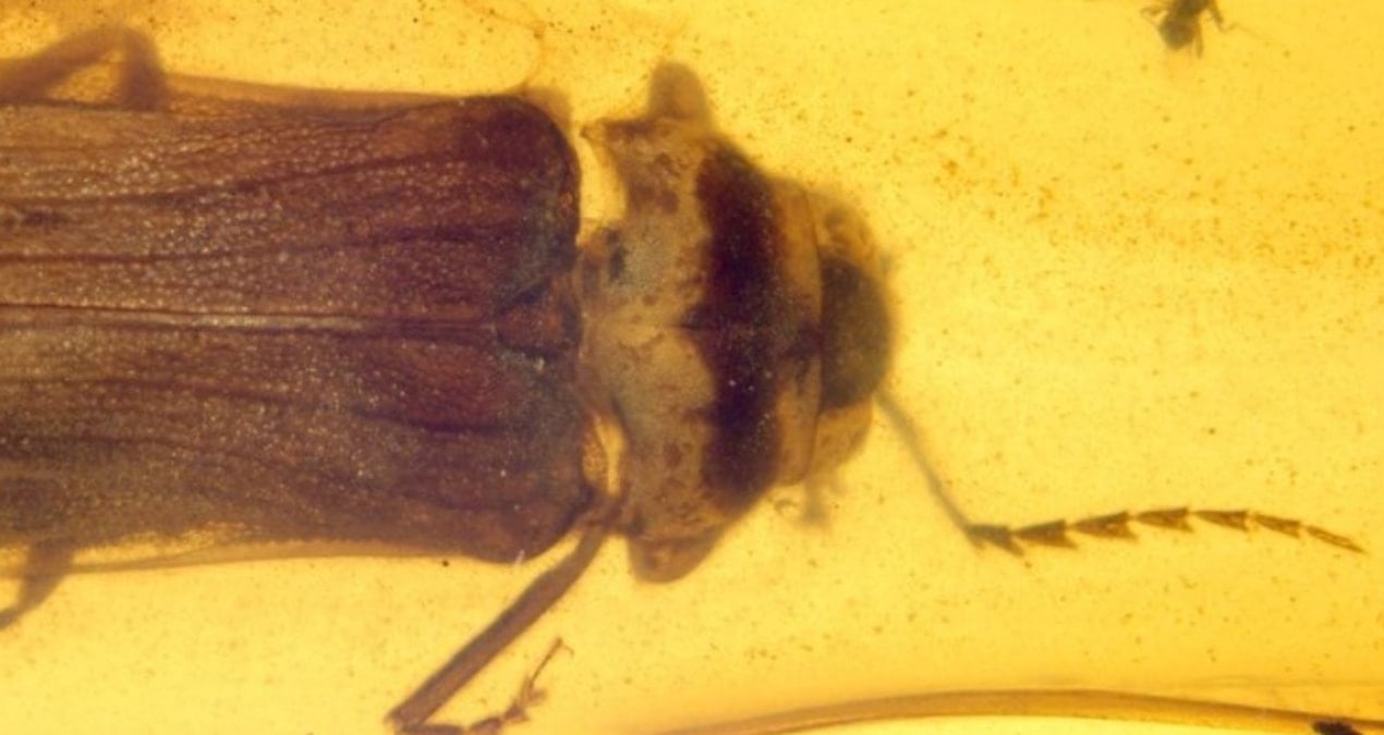 100 milyon yıllık fosil amberde hapsolmuşlar…