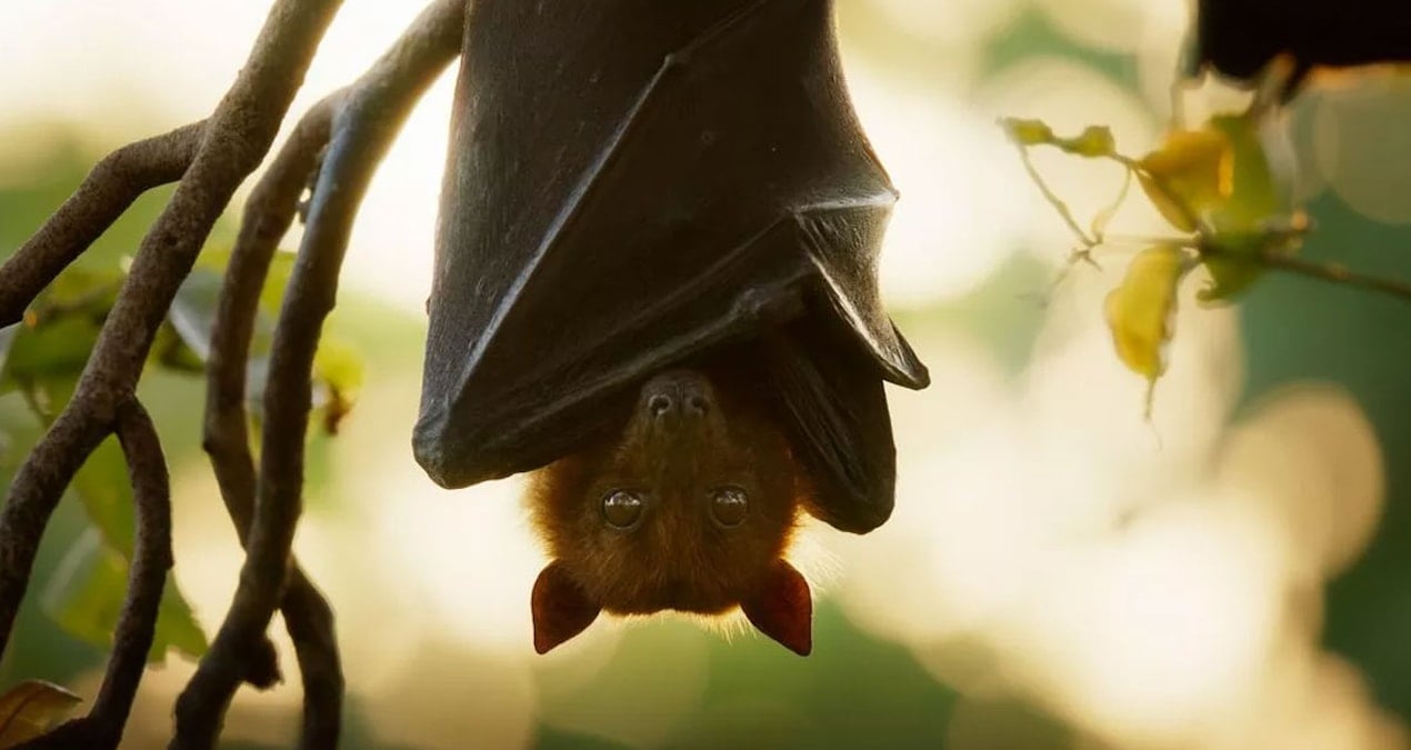 Çin’de tespit edildi, bilim insanları alarma geçti: Dünyaya yayılma riski var