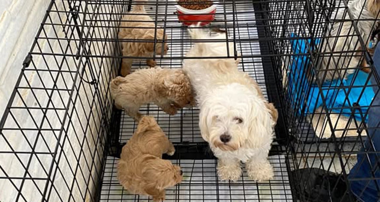 Kırklareli’nde 12 köpek kurtarıldı